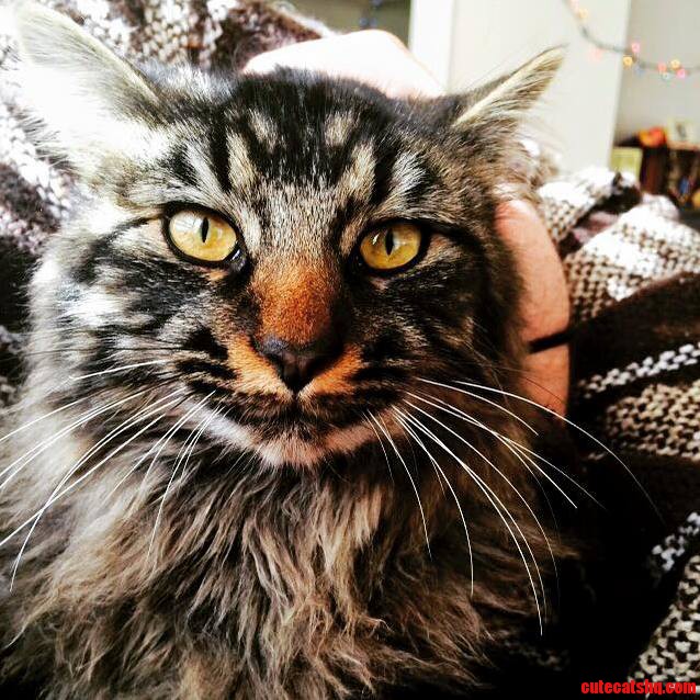 The Newest and Possibly Most Majestic Member of My Family. Gandalf the Grey.