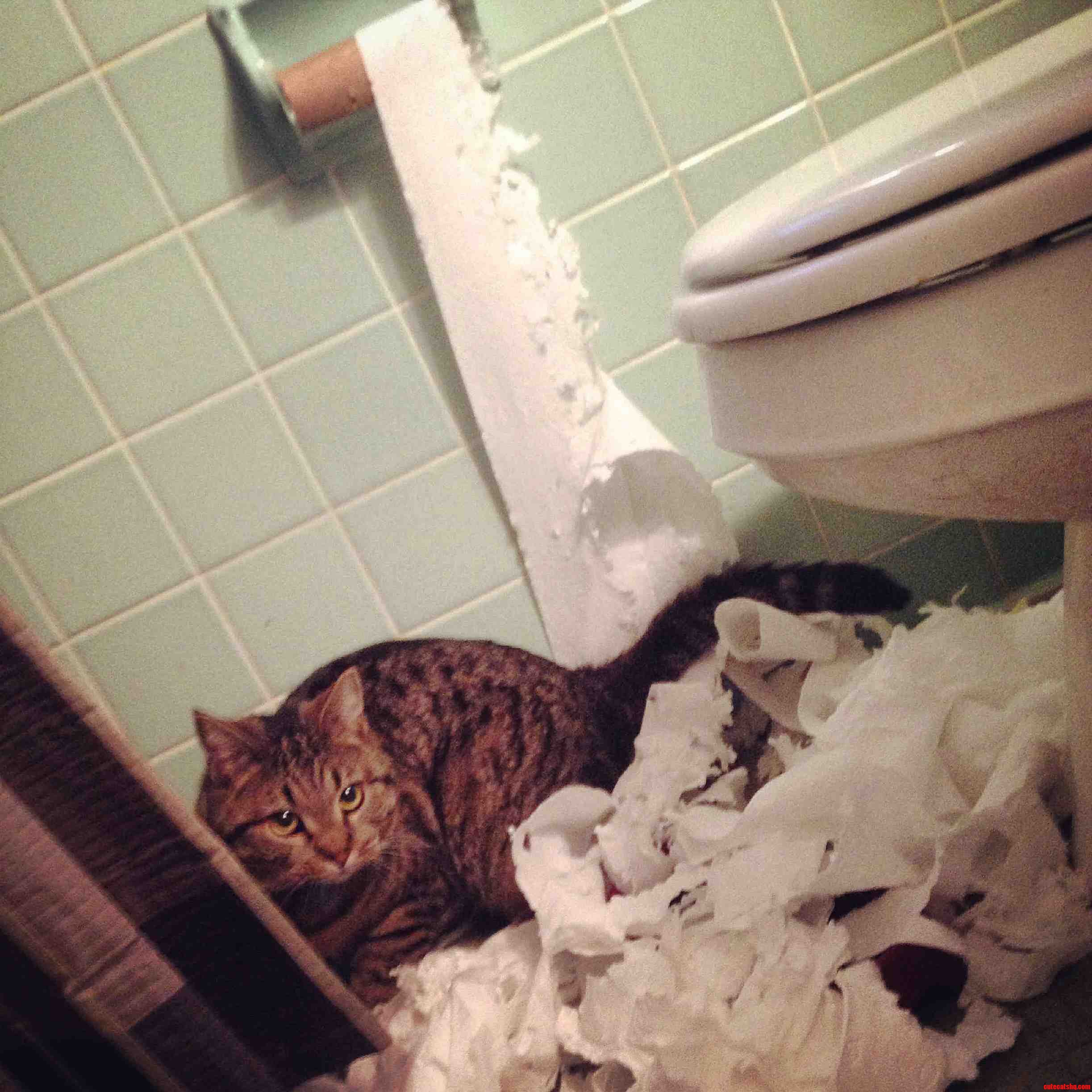 The One Time We Actually Buy Expensive Toilet Paper... Dammit Marv