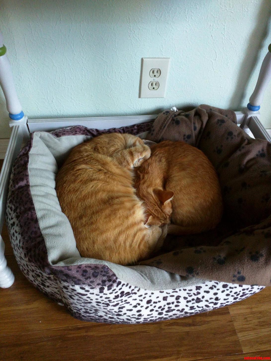 They Like Their New Bed