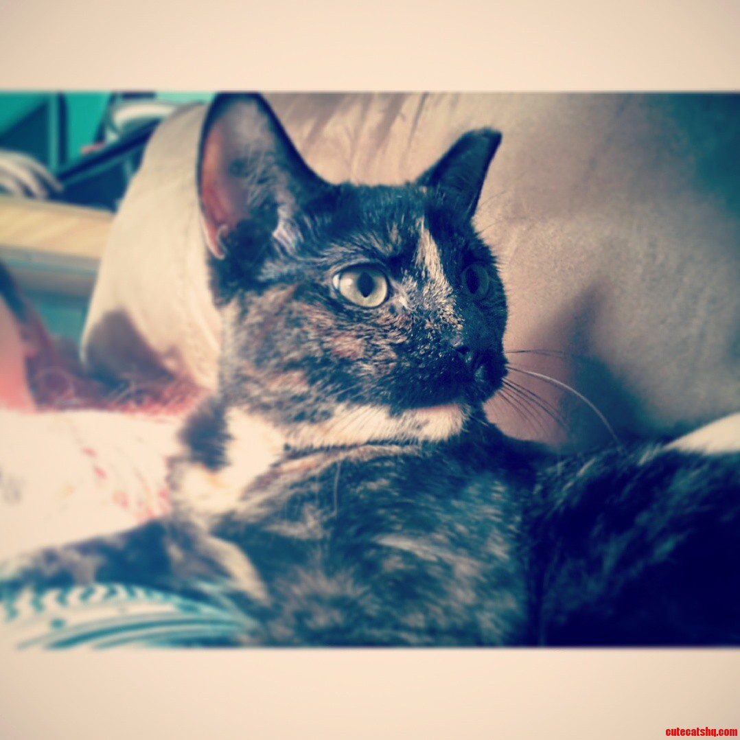 This Is Myzska. She Was a Stray That the Spca Found Shes Come a Long Way Since We Adopted Her in September.