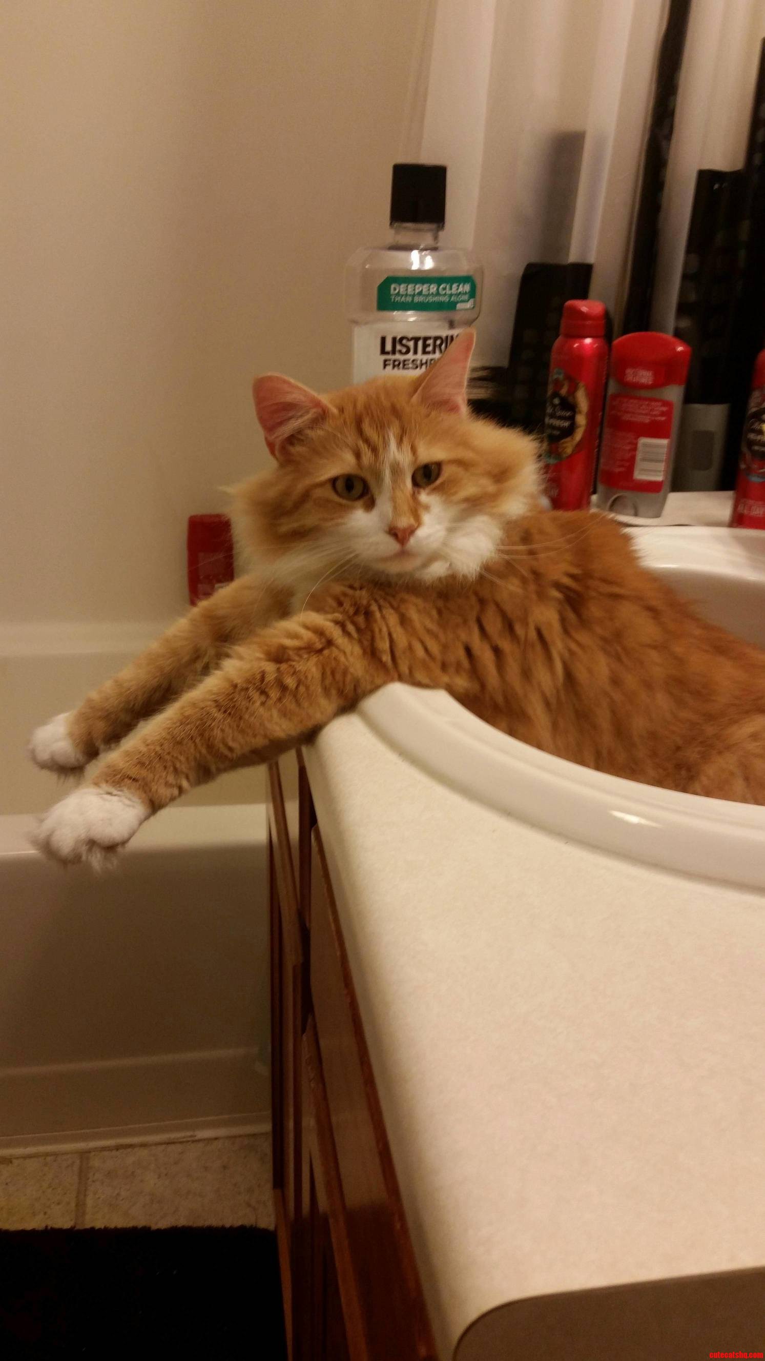 This Is Amadeus. He Likes Sinks.