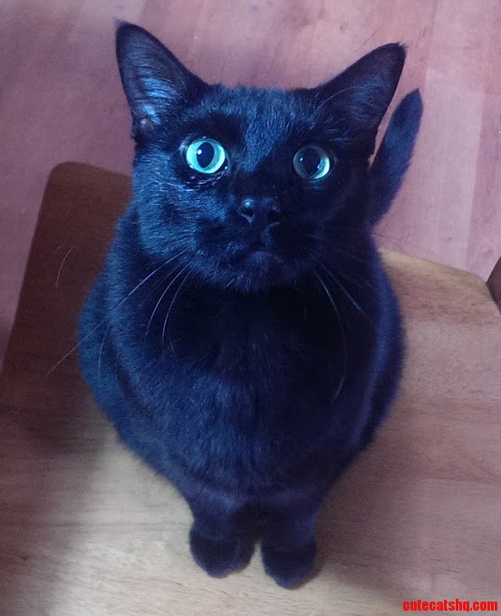 This Is Carl. Hes the Softest Cat I Ve Ever Felt and Doesnt Like Being Petted. but He Will Stand on His Hind Legs As You Walk by to Get a Scratch Between the Ears.