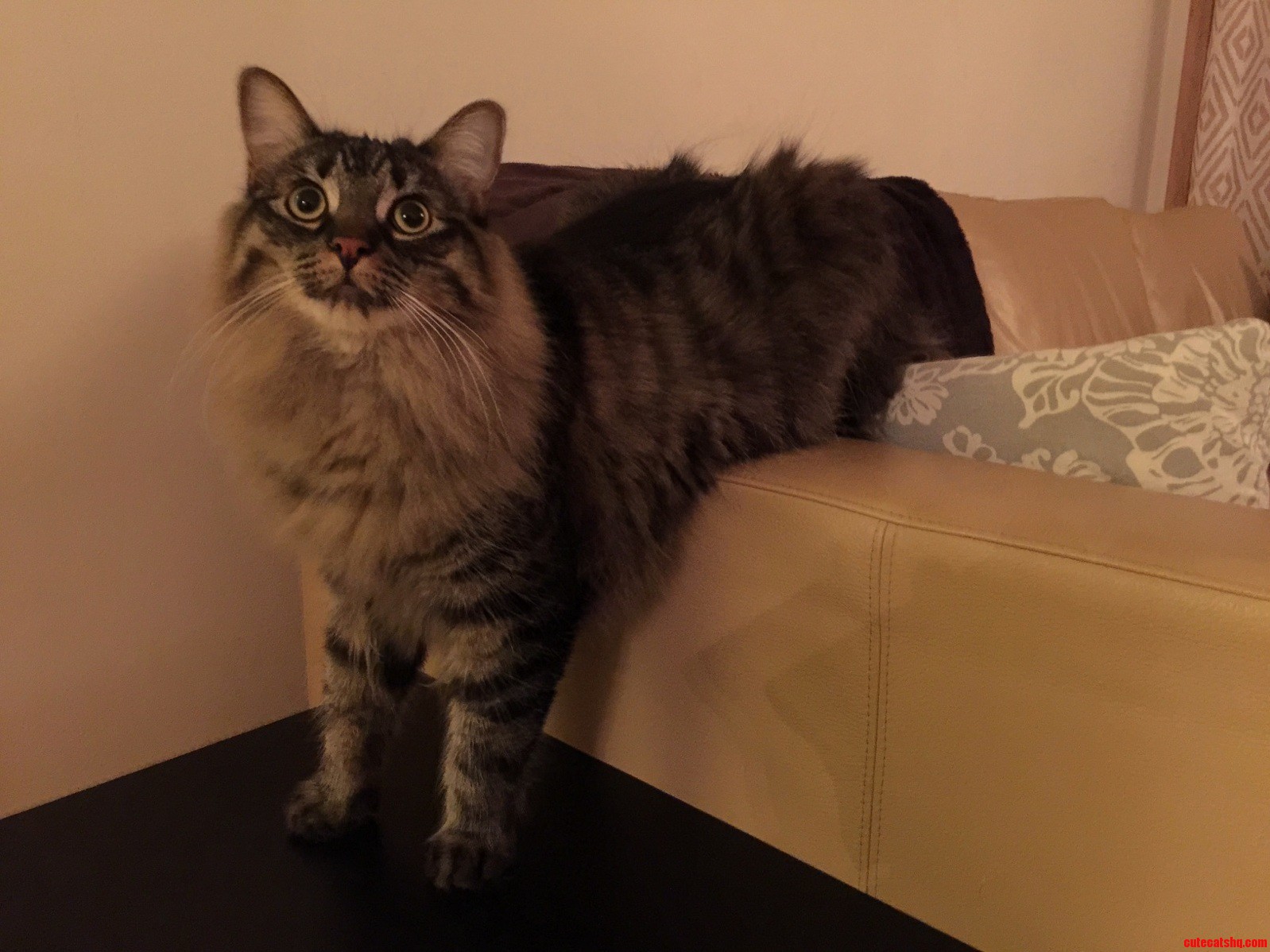This Is His Default Sitting Position.