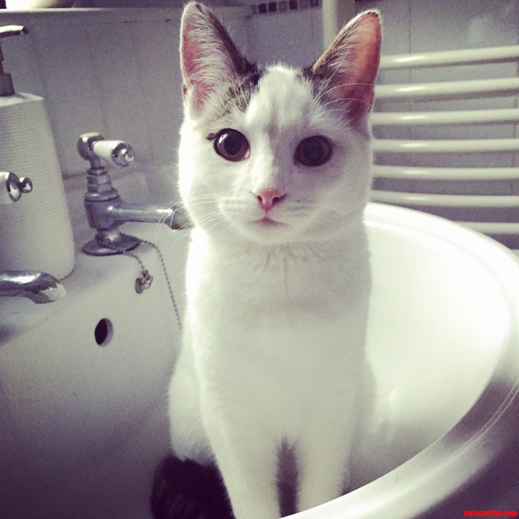 This Is Kitler. Shes Recently Taken a Liking to Anywhere Associated with Water.