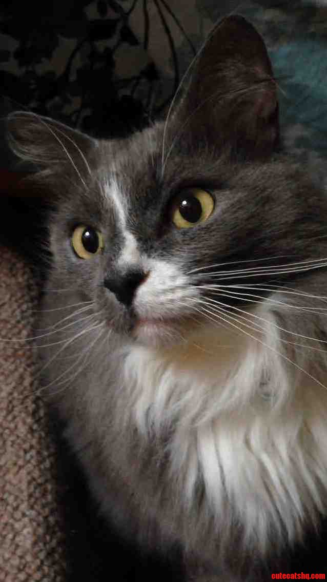 This Is Mika. He Is 3 My First Ever Cat and He Loves Belly Rubs. I Love Him.