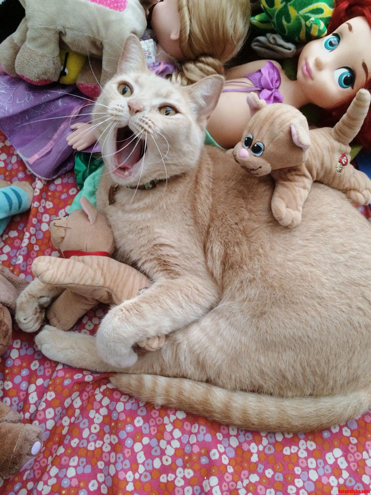 This Is Mr. Meowgi. He Used to Be a Tuff Alley Cat Now Hes Just a Tuff House Cat. 3