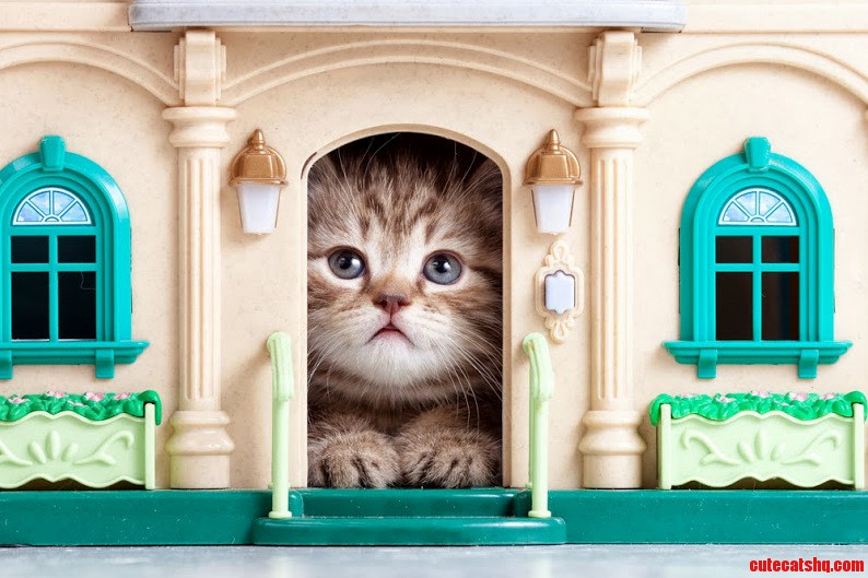 This Is My Big Home