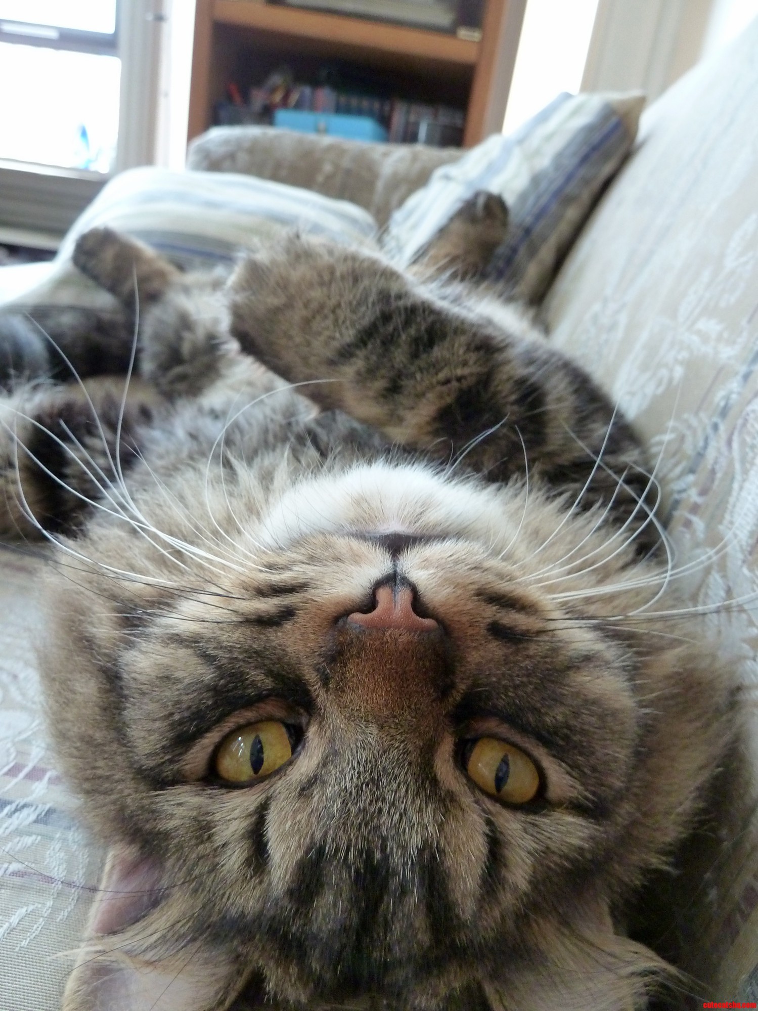This Is Perseus. He Likes to Lounge in Many Different Ways.