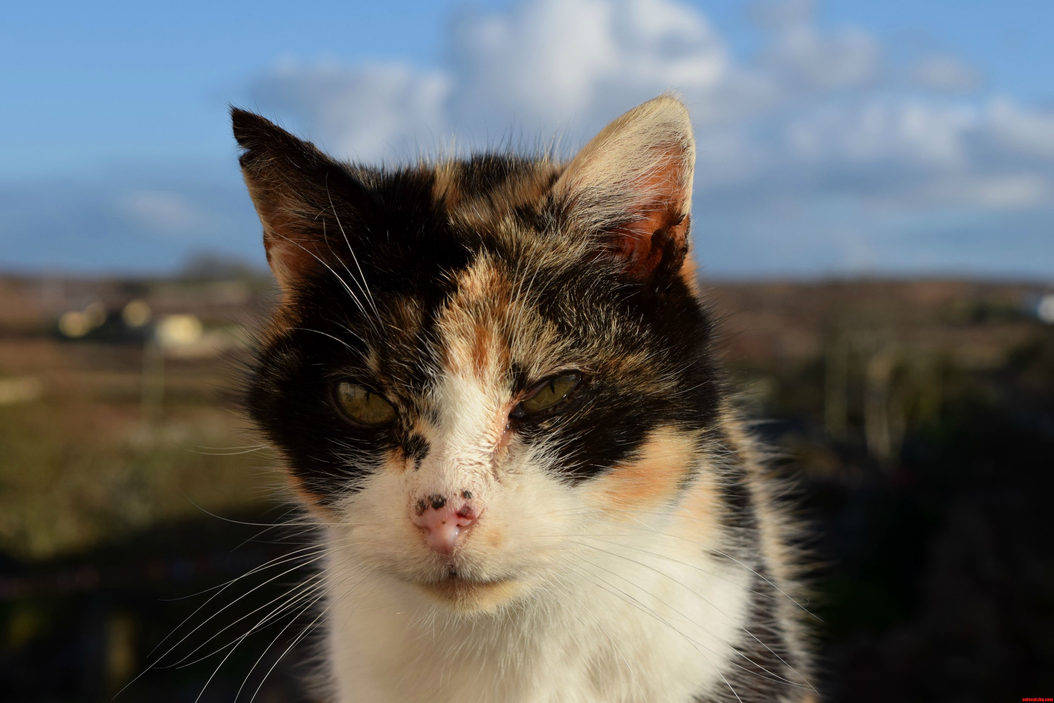 This Is Sam My 10 Year Old Grumpy Cat.