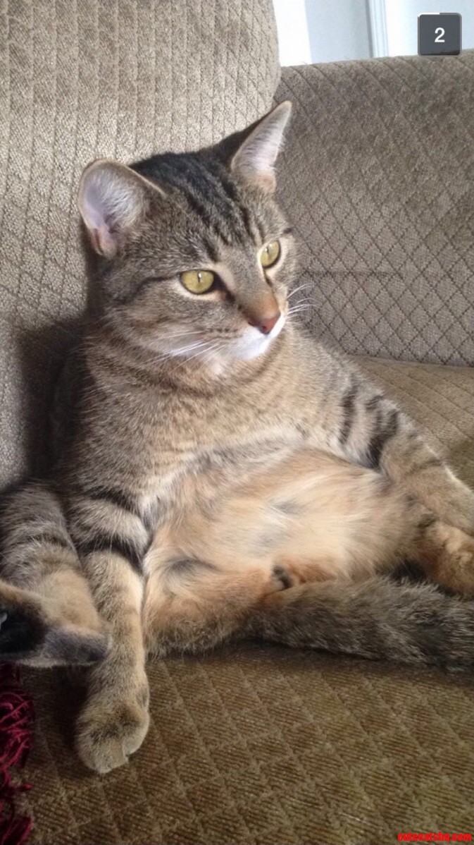 This Is the Best Picture I Have of My Cat