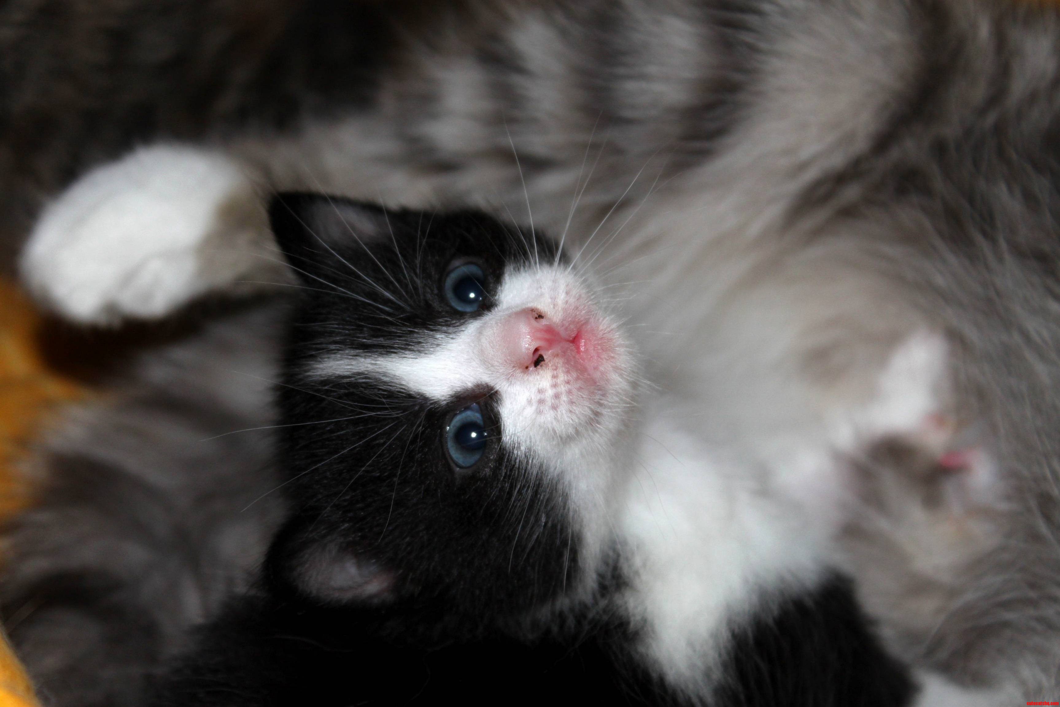 Throwback Tuesday My Wee Little Derpy Kitten.