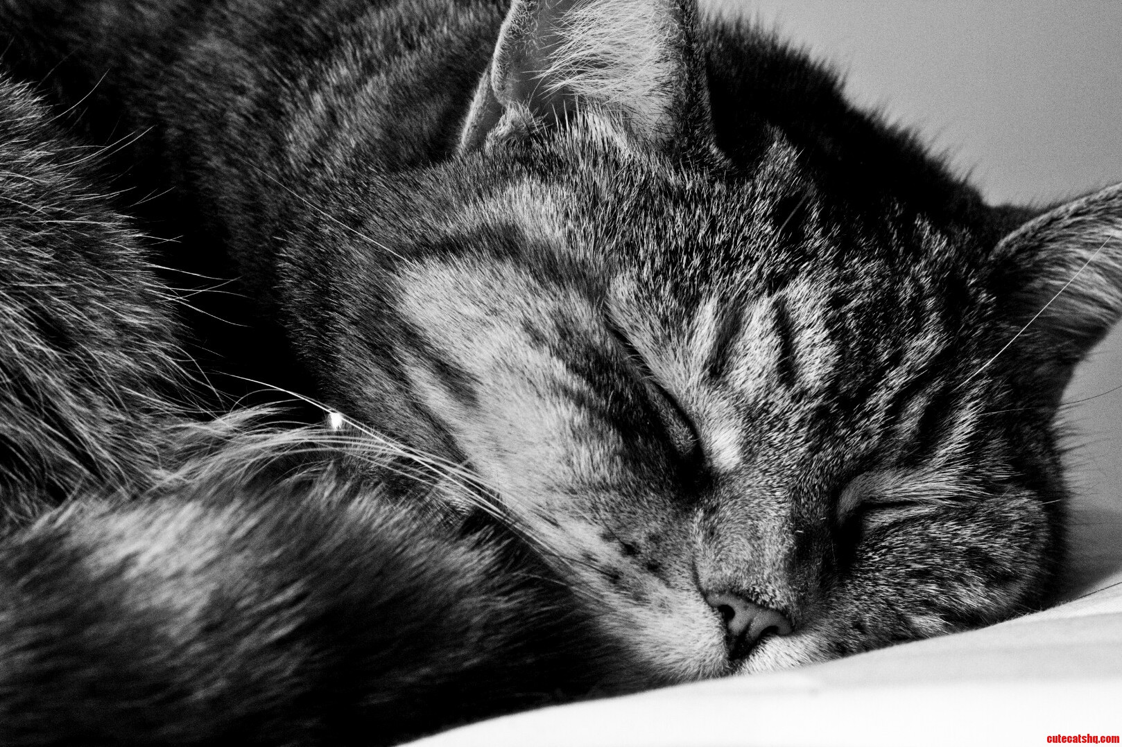 Tired Cat.