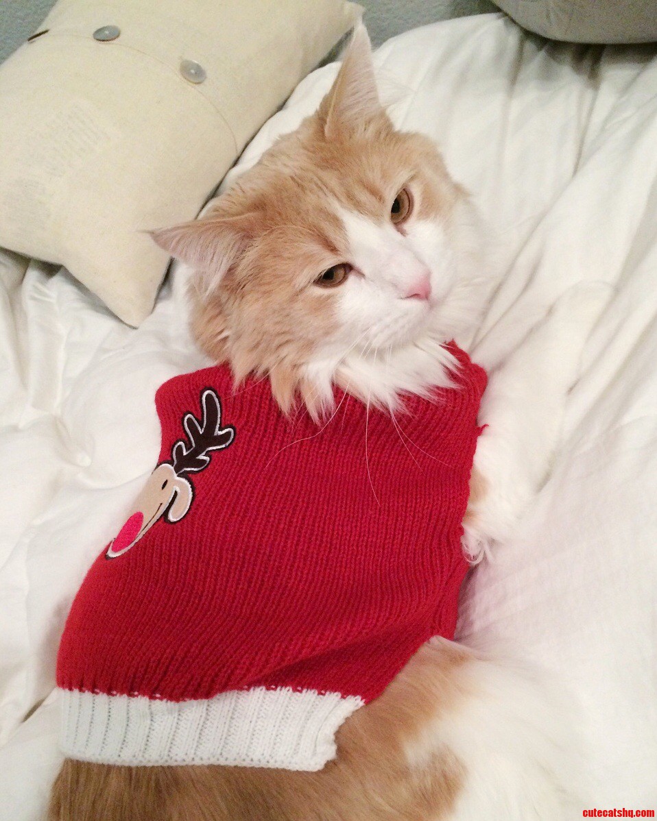 Tobias Is Not Pleased with His Christmas Sweater