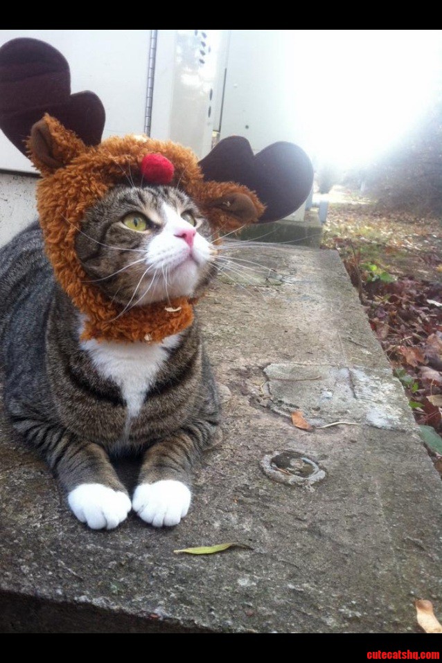 Toby Is Reindeer .