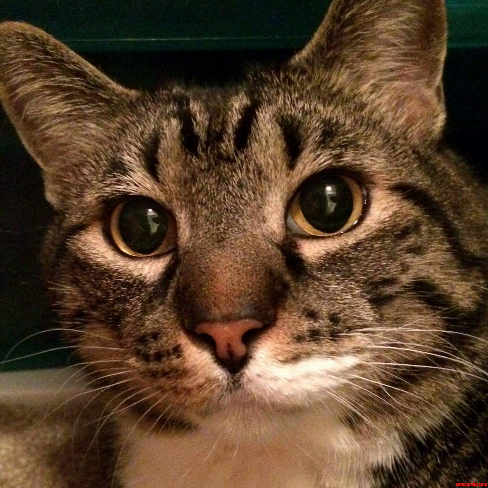 Today I Lost One of My Best Buddies. Hug Your Kitties Extra Tight Tonight.