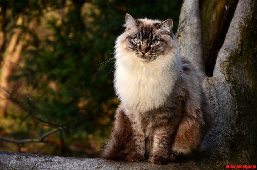 Tula