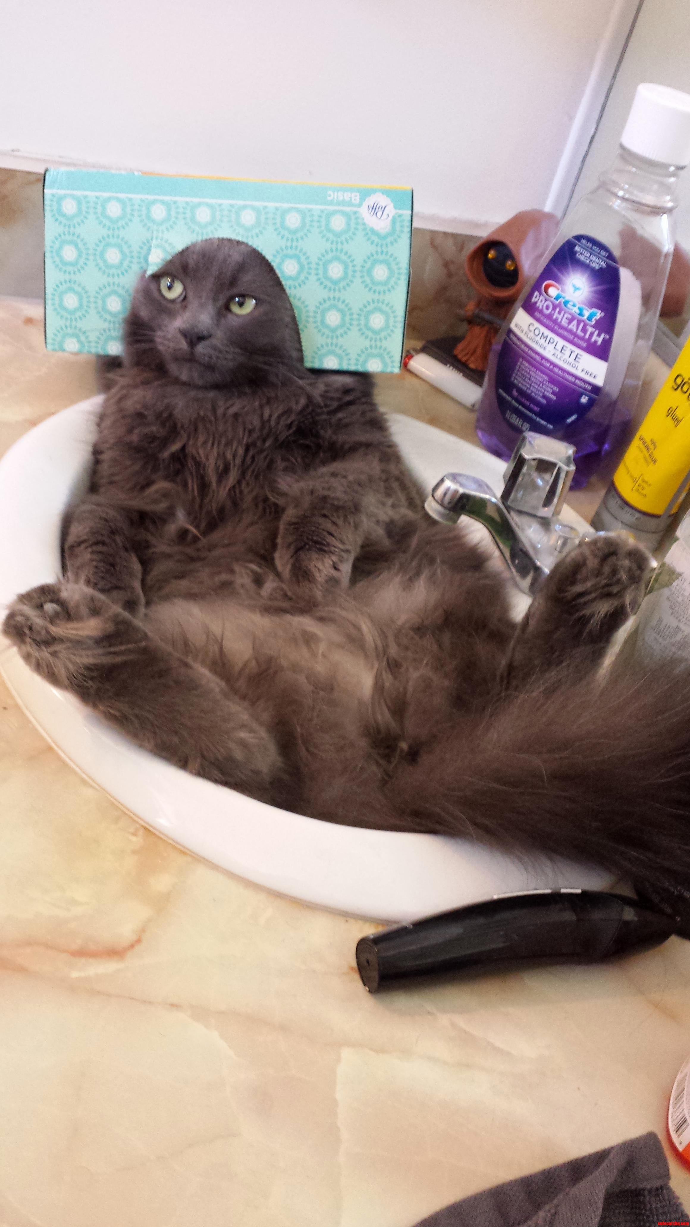 Walked in on My Cat...
