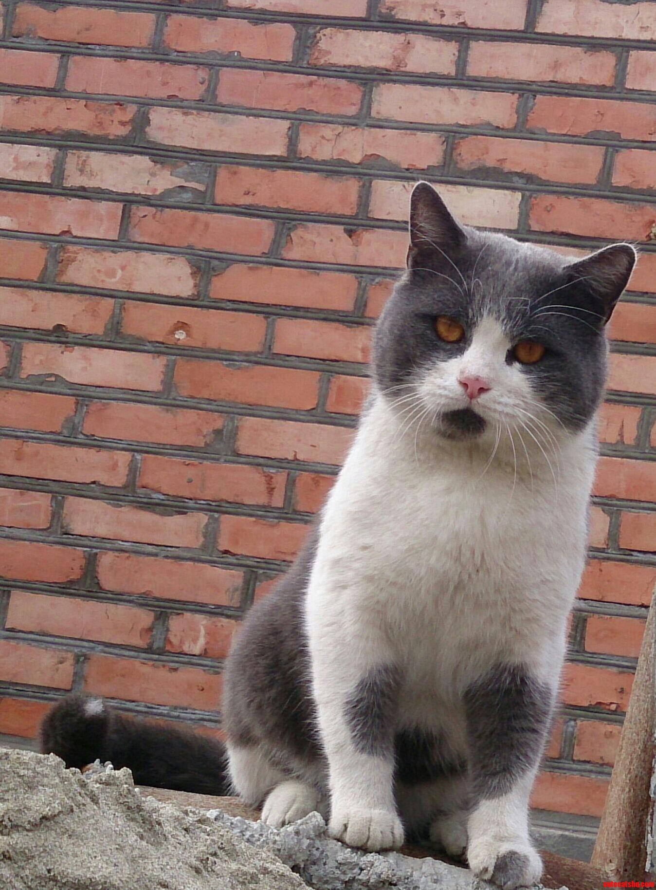 Watch Amazingly Cute Cat Playful but Lazy on Youtube