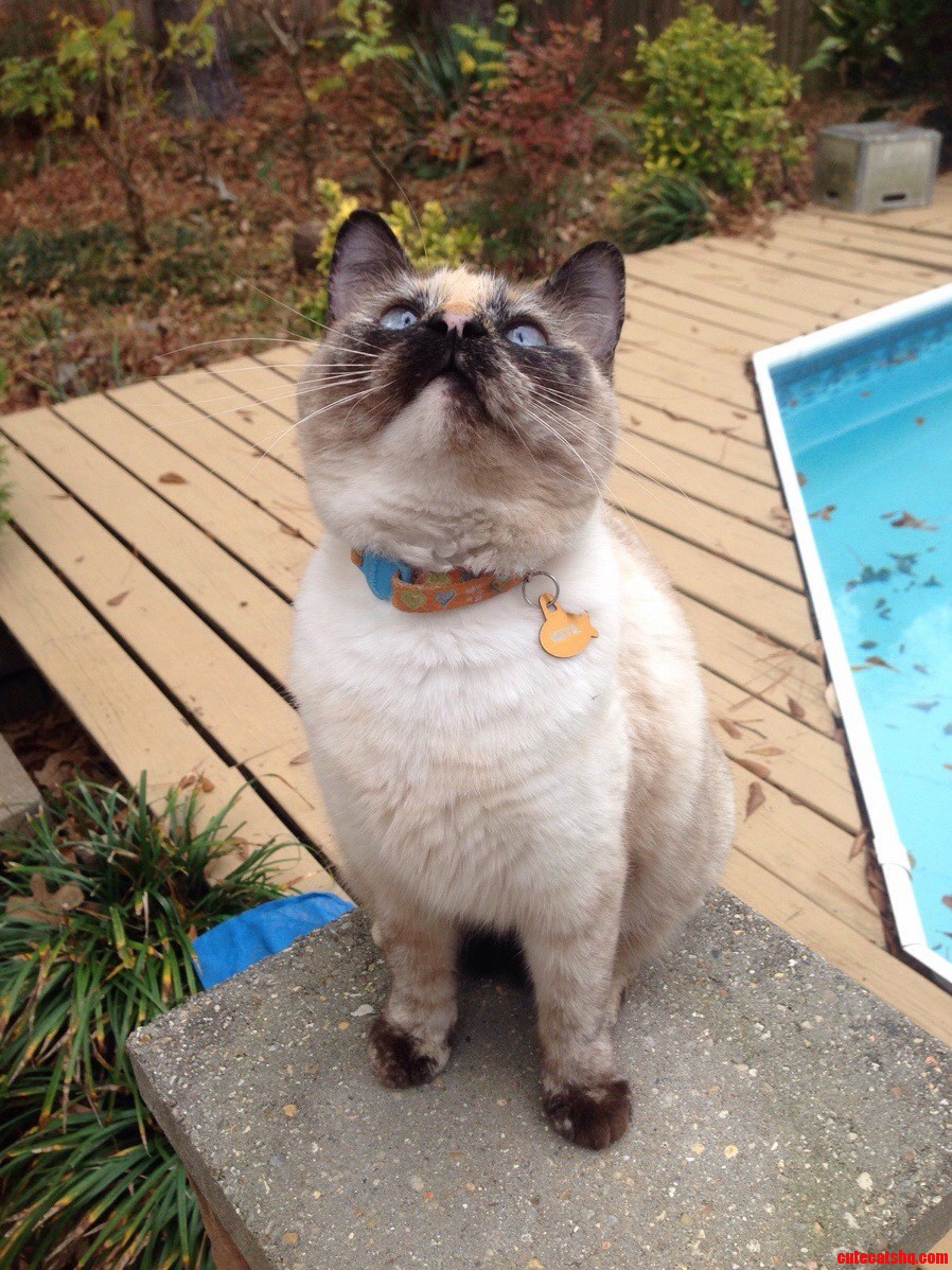 Watching the Birds