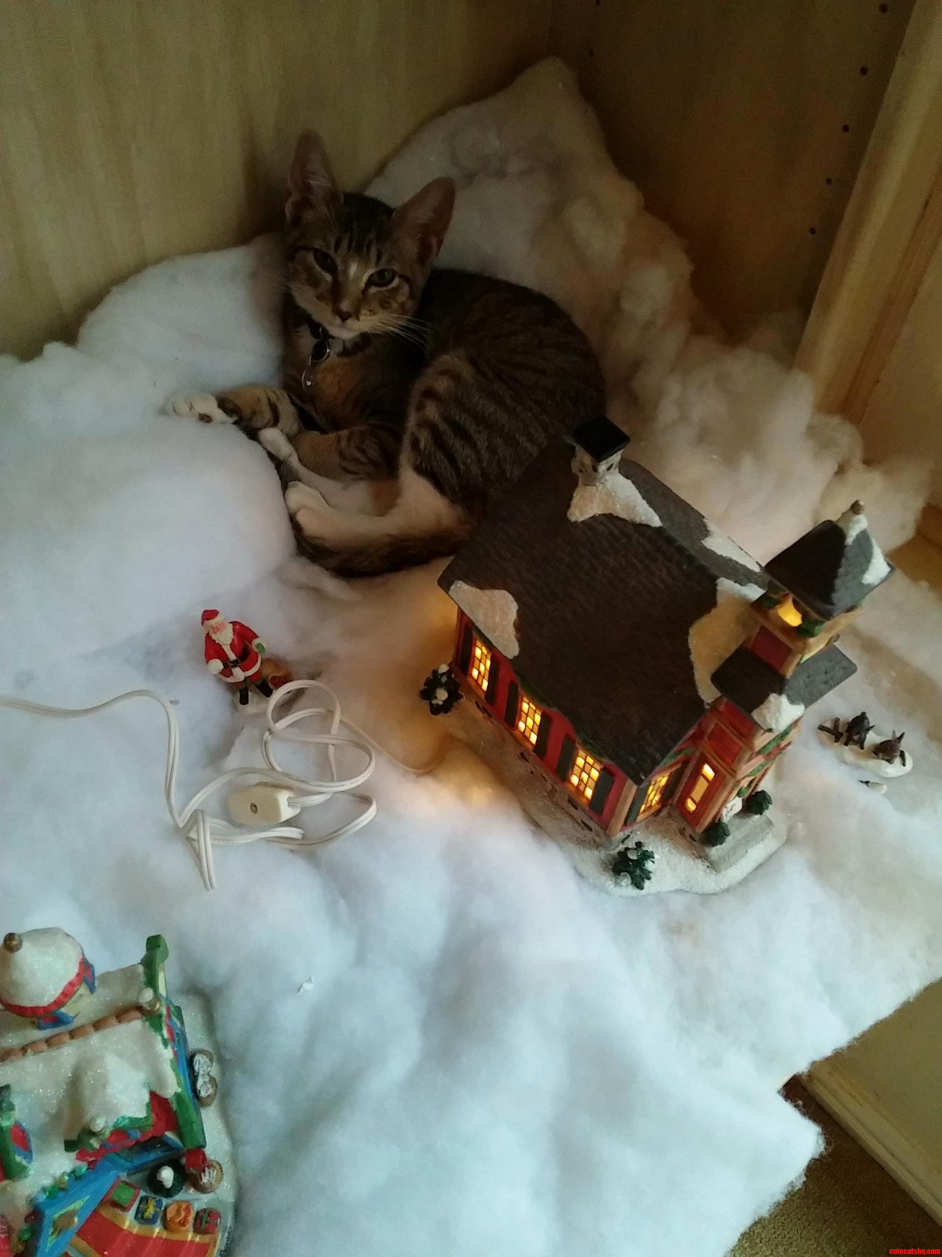 We Got This Adorable Dude Recently. I Present Socks the Mayor of Christmastown.