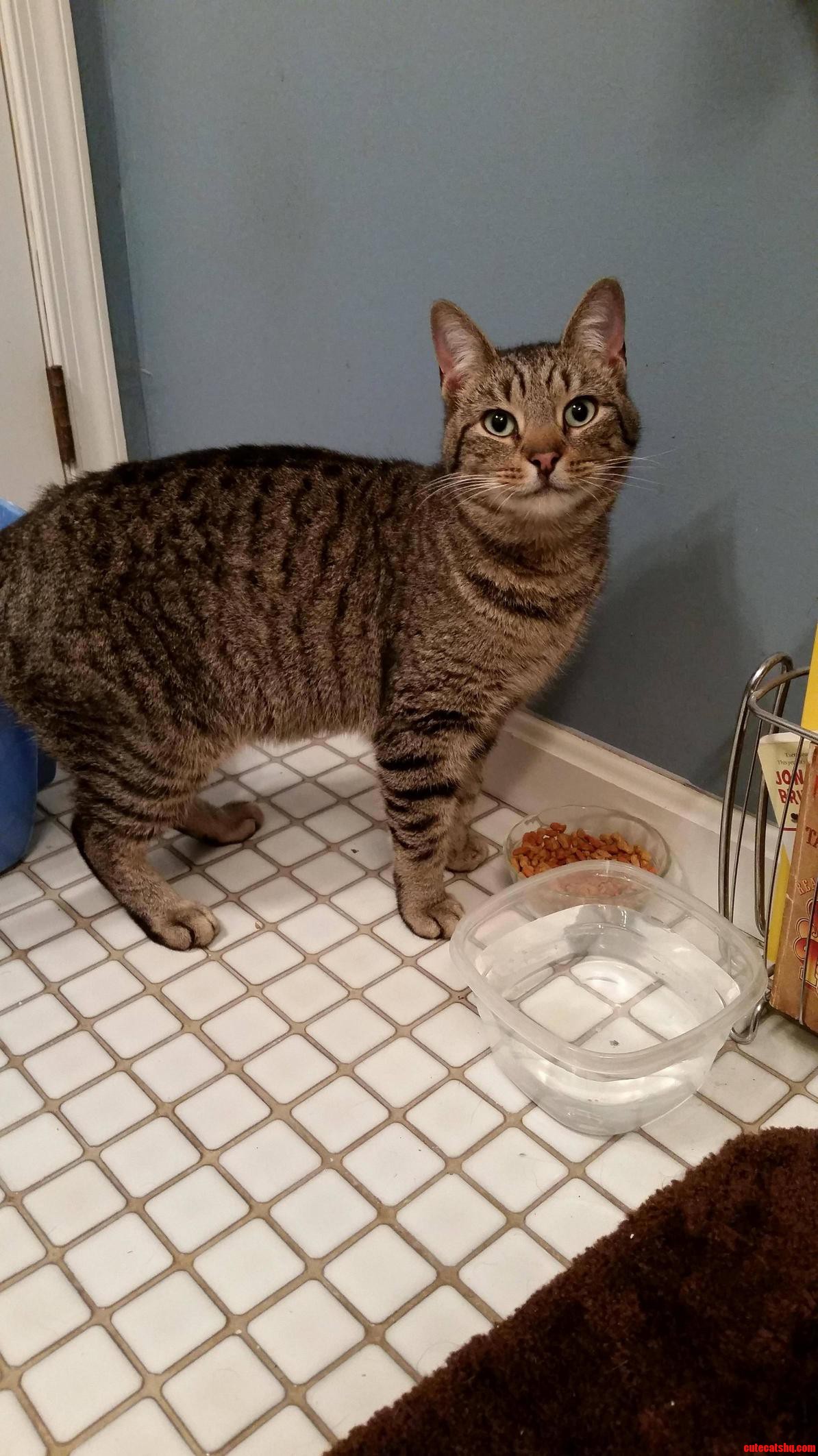 We Rescued a New Kitty Today Sorry for the Sideways Image - Mobile Sucks Haha