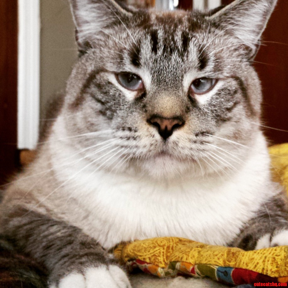 We Think Our Huge 18 Lb Cat Might Be a Siberian...