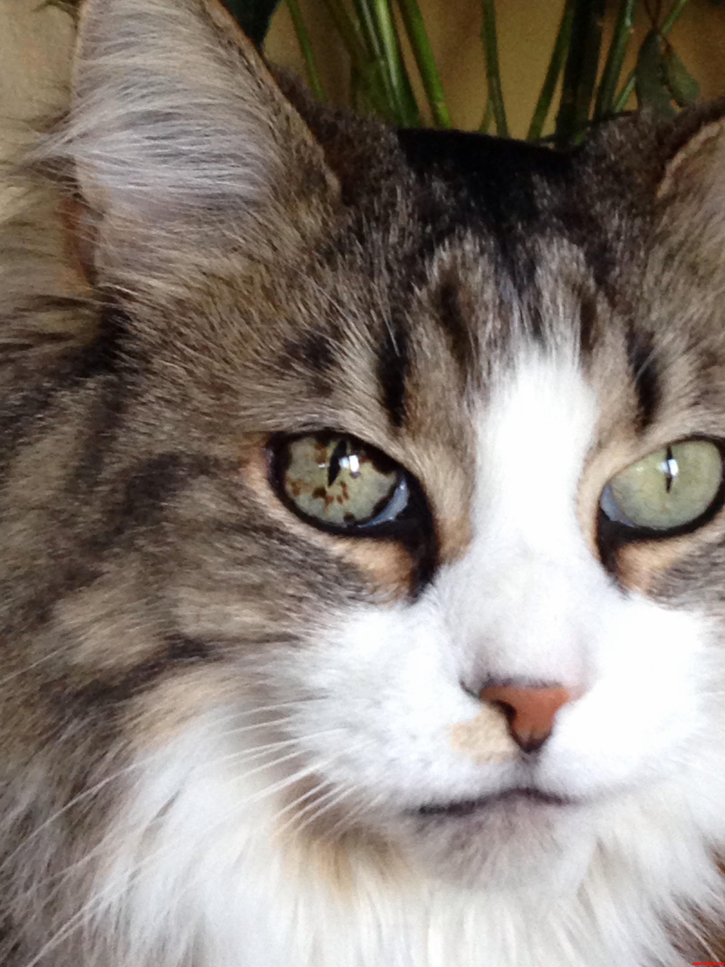 What Is This in My Cats Eye Shes Always Had It but I Cant Tell If Its Getting Worse or If I Just Recently Am Worrying About It More.