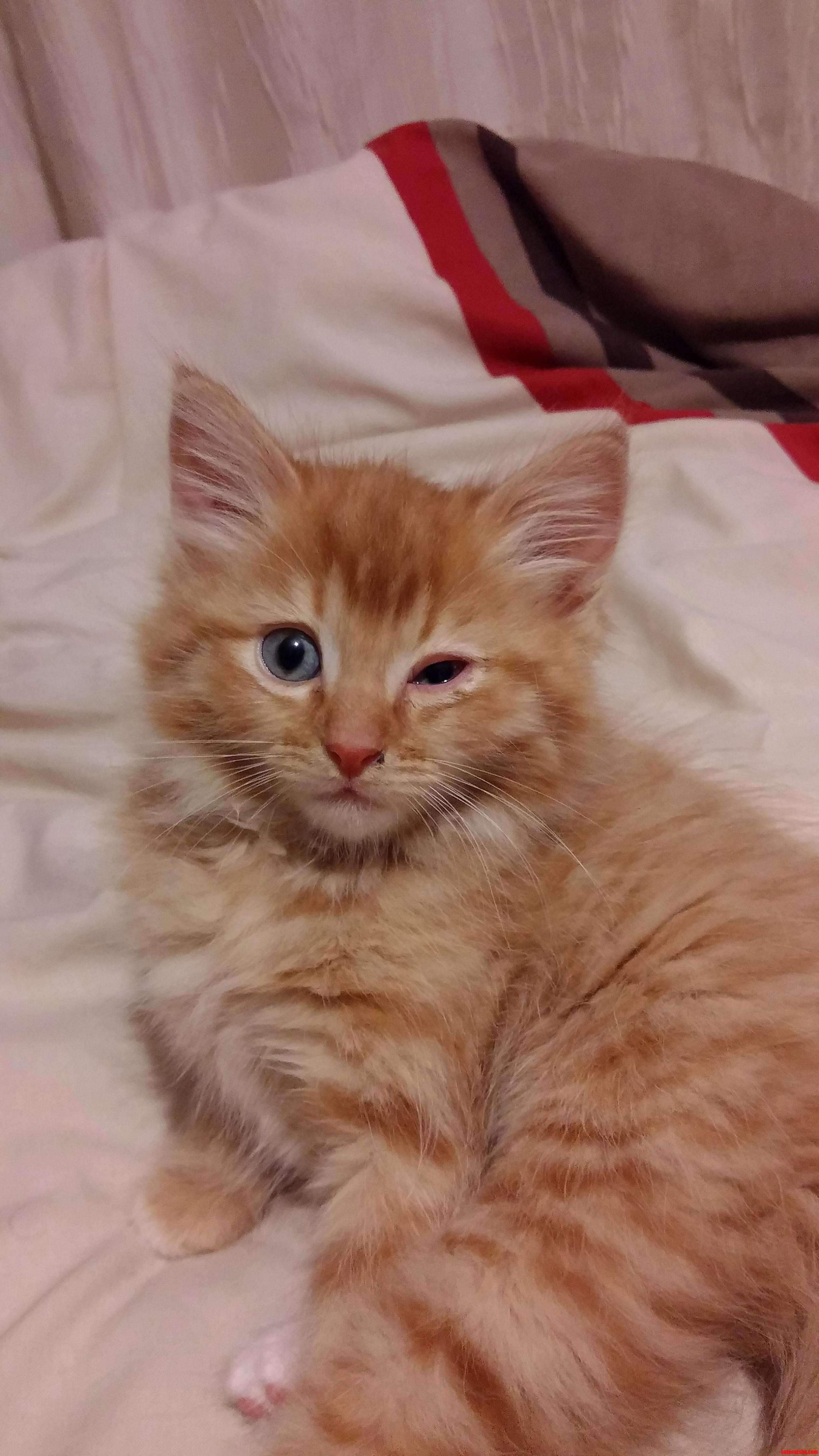 What Is Wrong with My New Kittens Eye