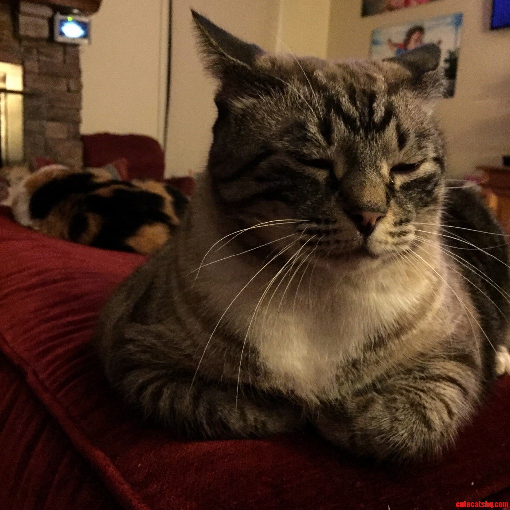 When Cats Look This Content.