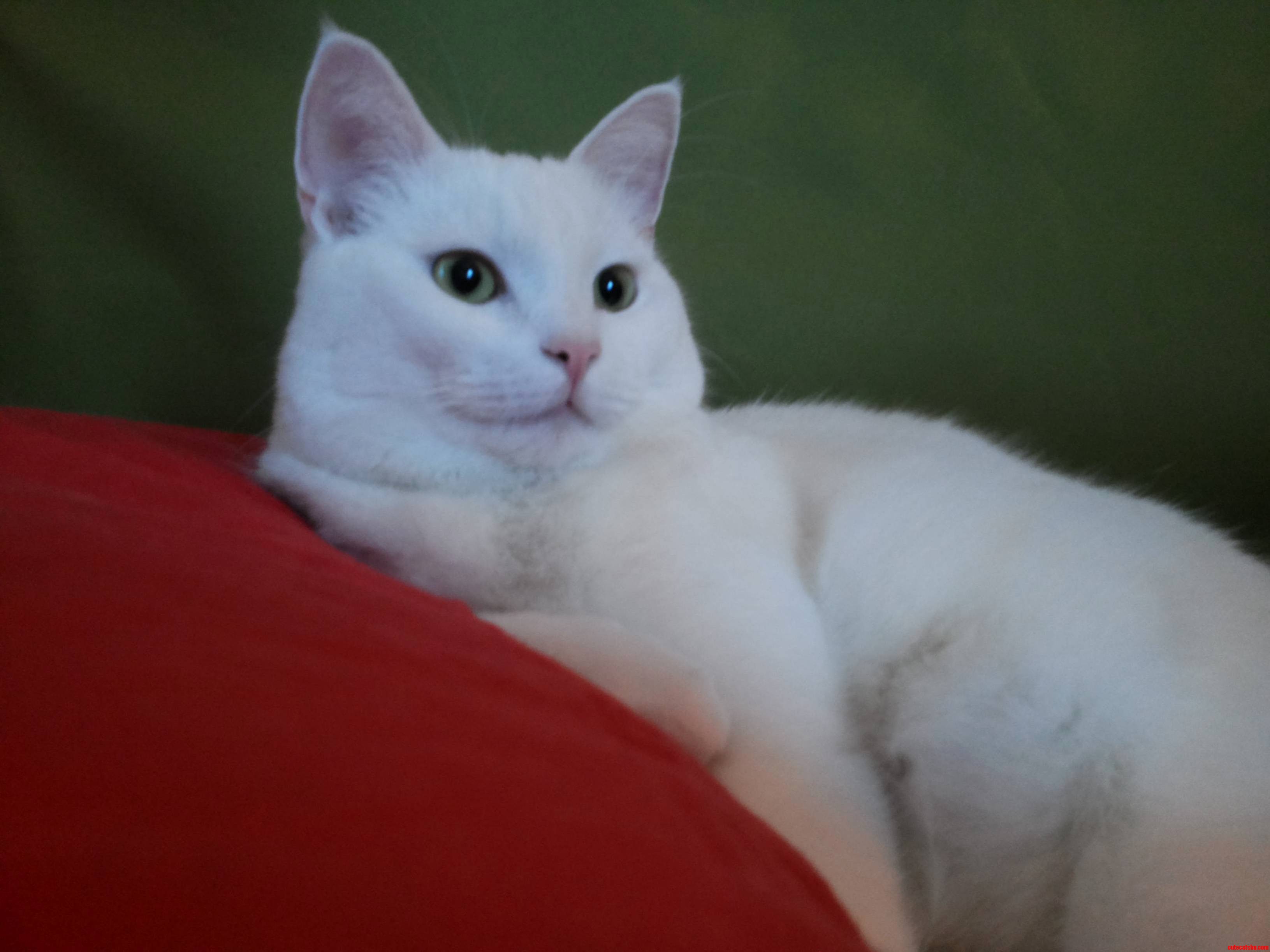 White and Deaf Chillin on My Pillow.
