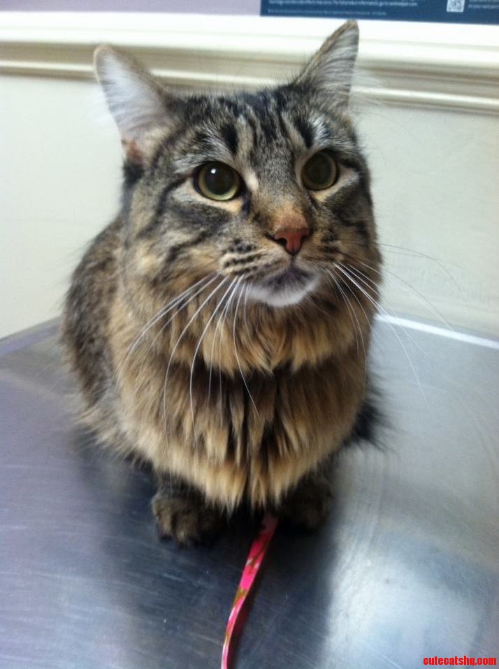 Why Did You Take Me to the Vet Mom Please No