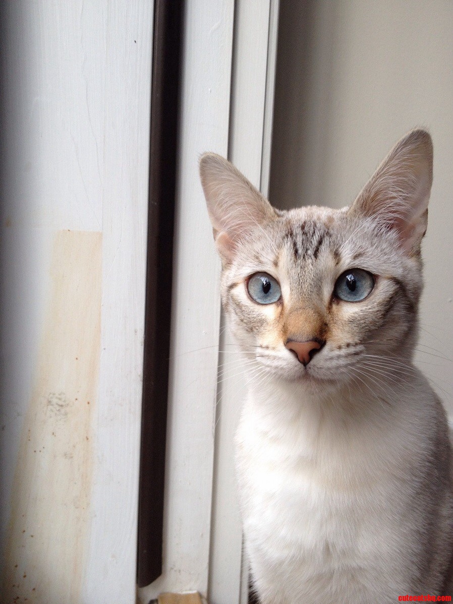 Yeti My Girlfriends Snow Bengal.