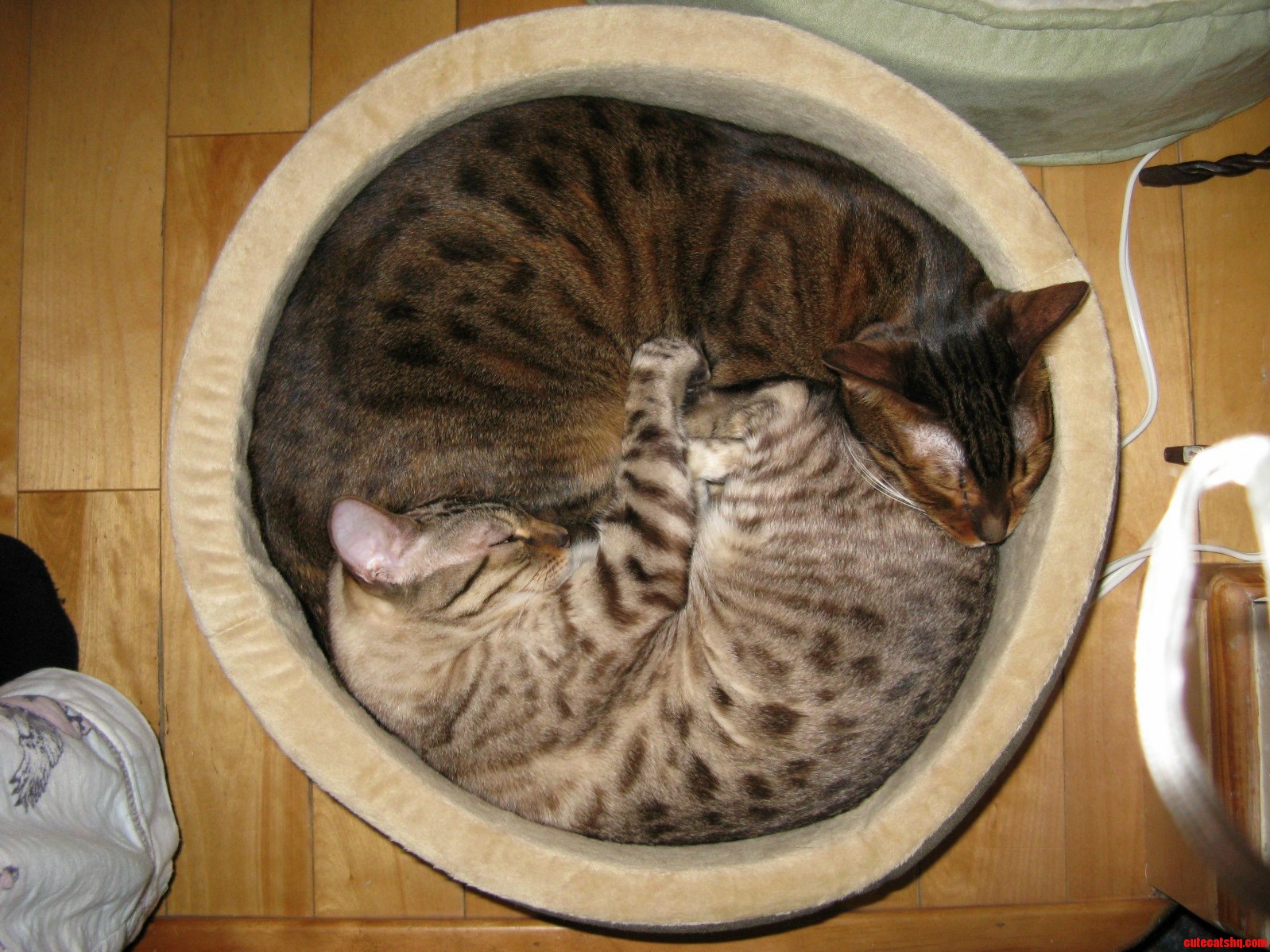 Yin Yang