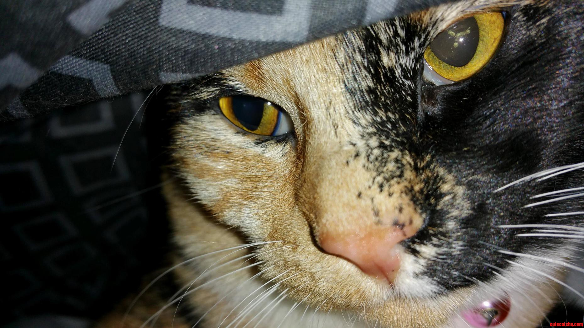 You Will Get Up Early on a Saturday Human