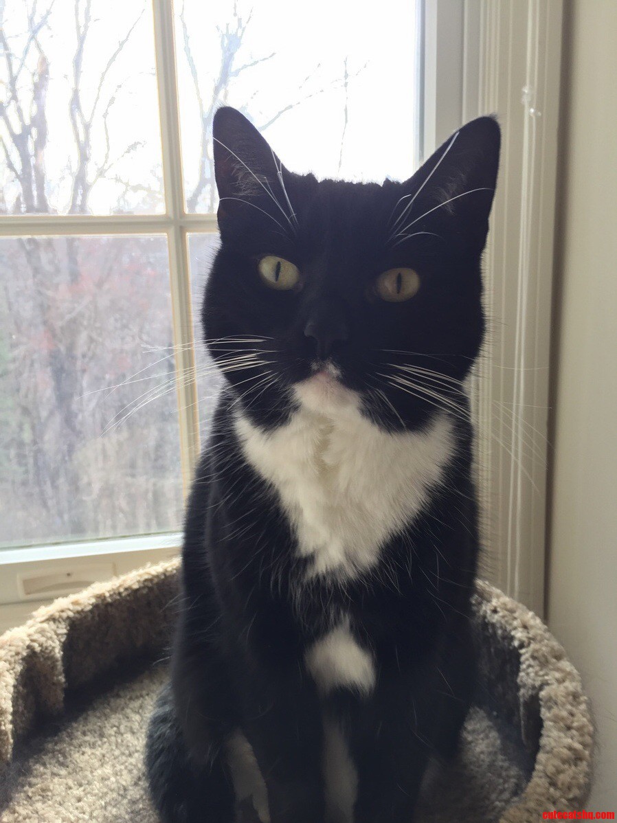 A Beautiful Tuxedo Named Angelica
