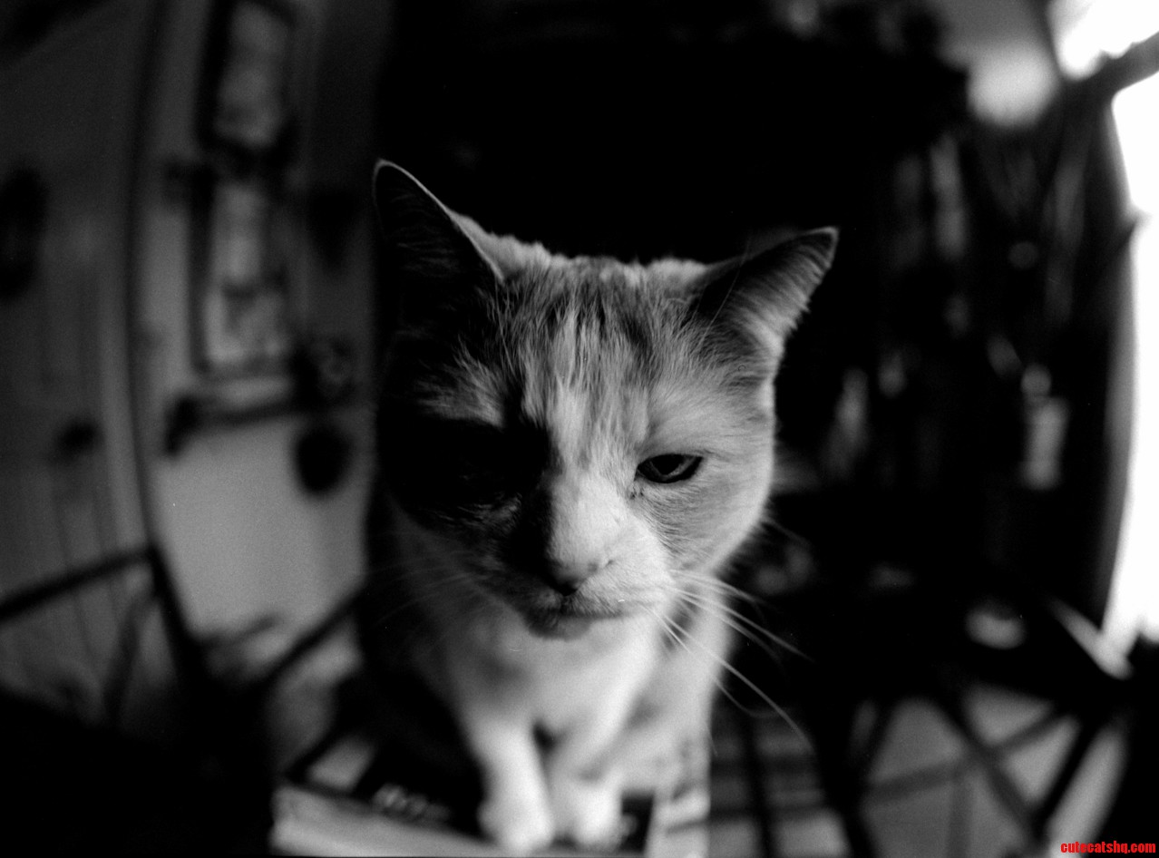 A Cat Called Dizzy