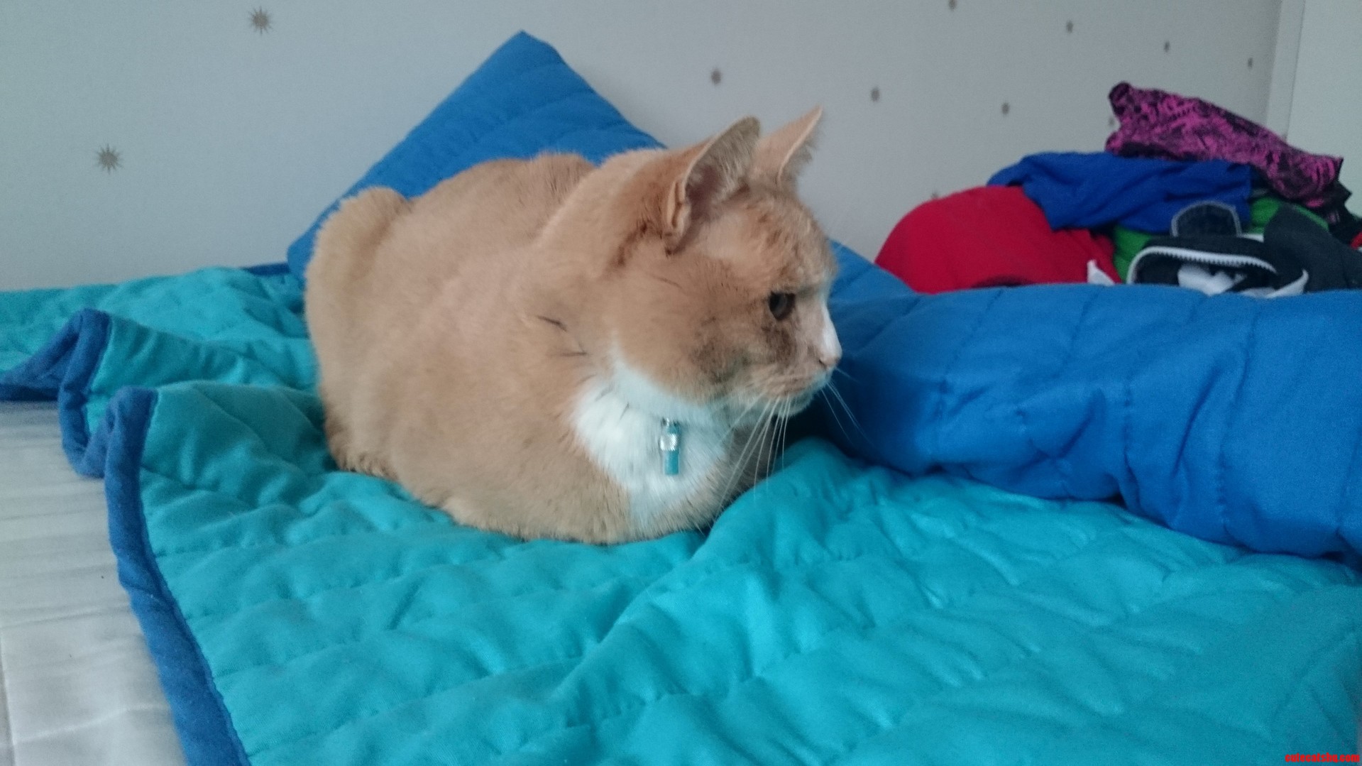 A ginger cat loafing