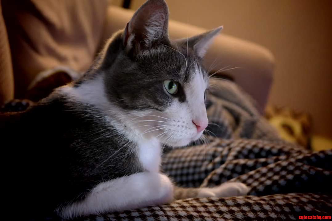 A High Quality Picture of Our Cat Thor. Hes 3 Years Old Now.