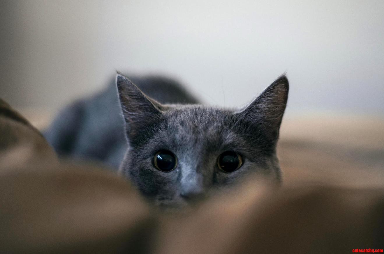 Attack Mode Activated