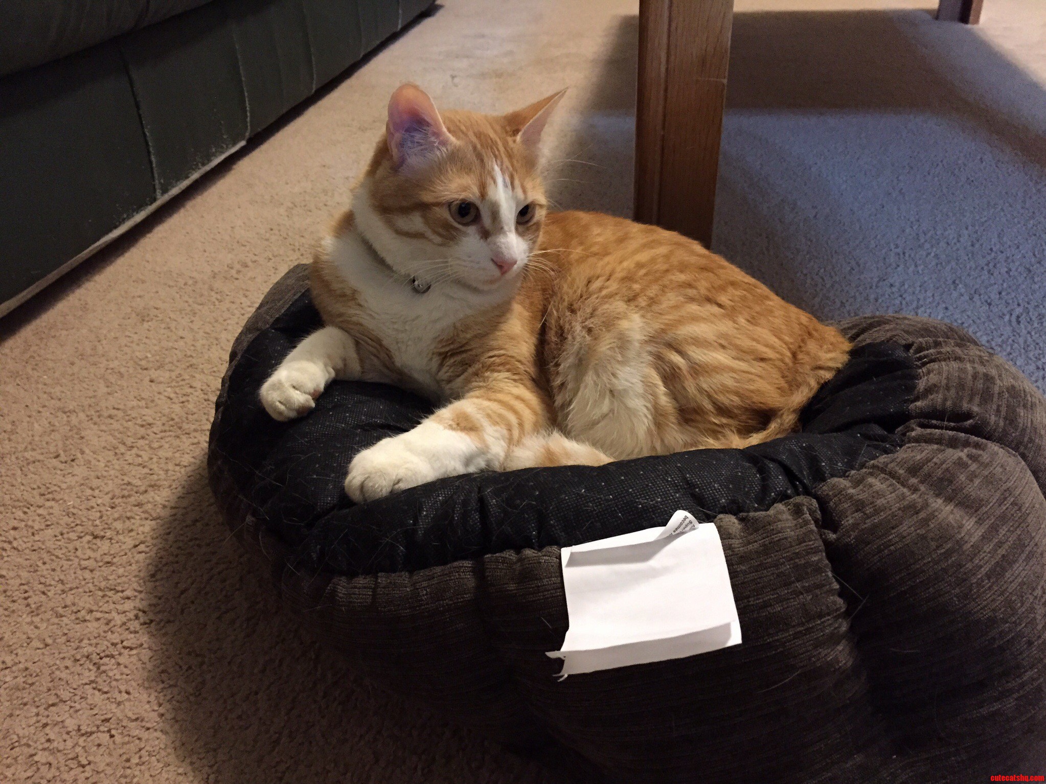 Babous Too Good to Lay in His Bed Properly...