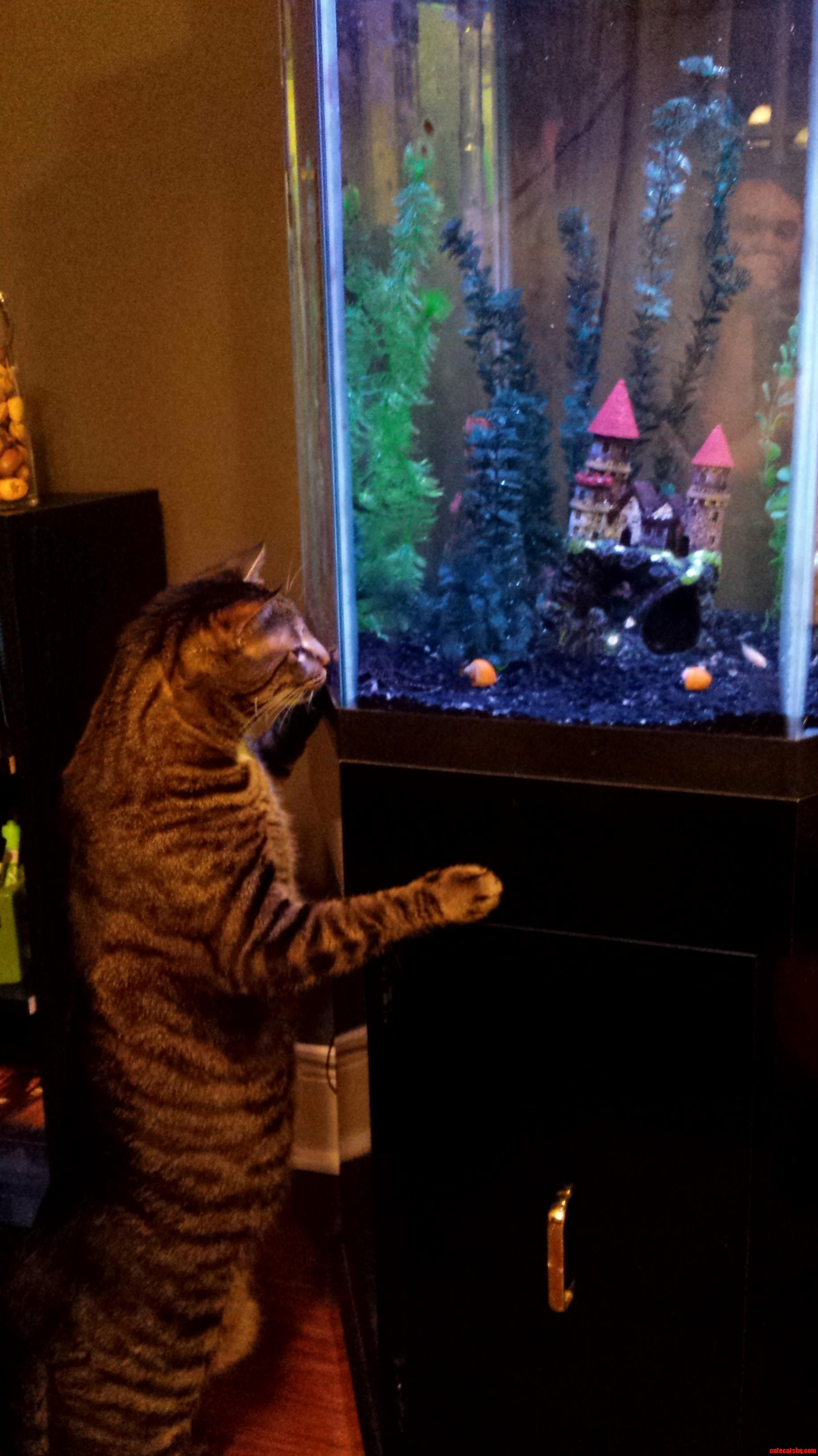 Calvyn Is a Big Fan of Our New Fishies