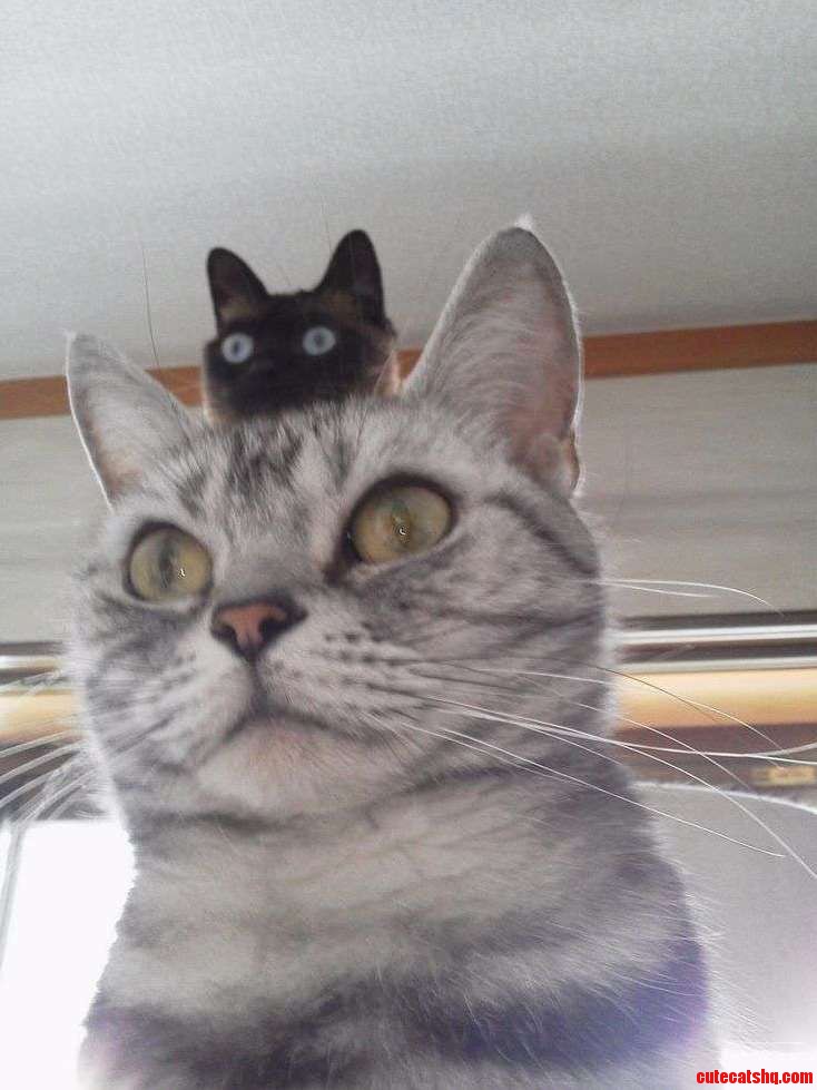 Cat Hat