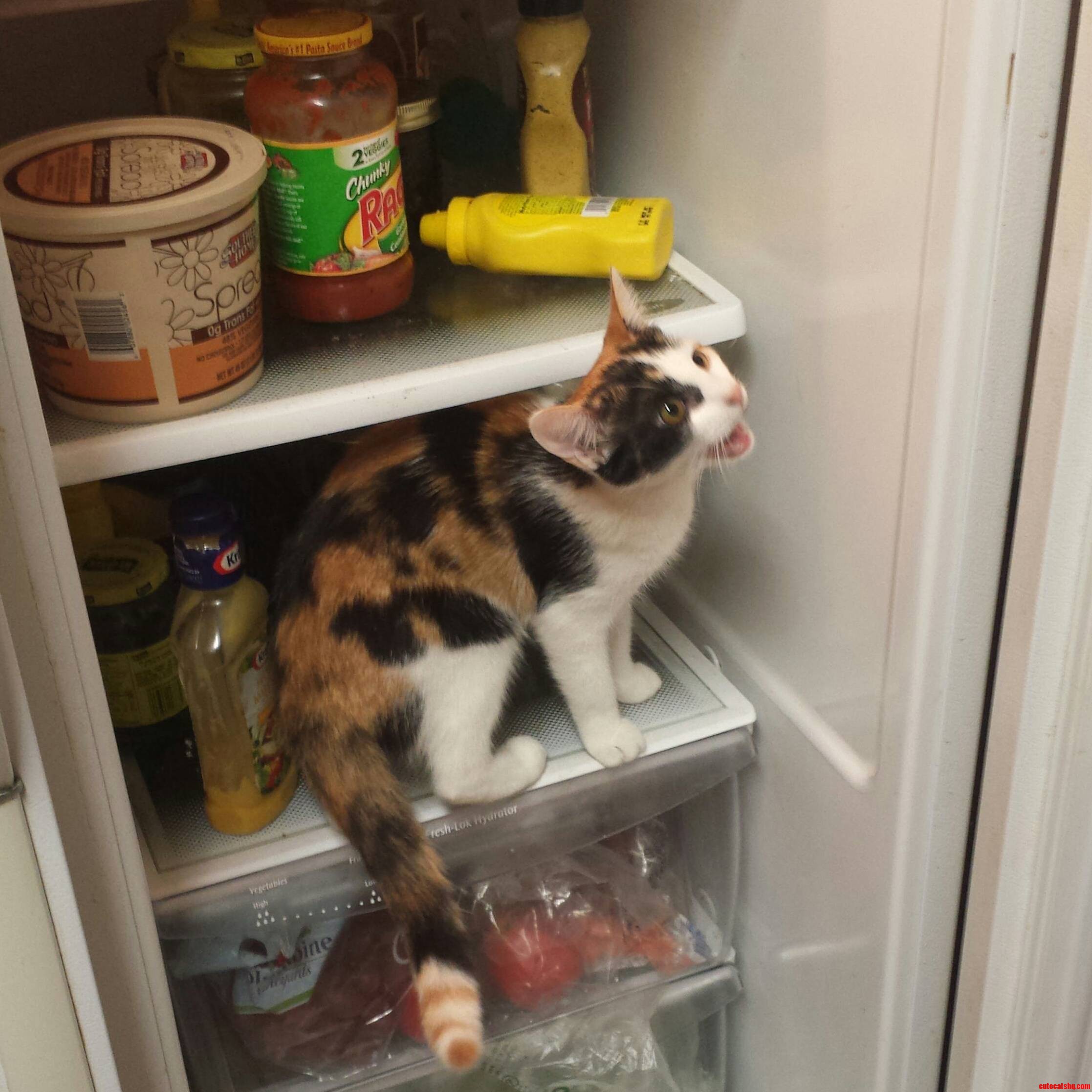 Cat Its Whats for Dinner.