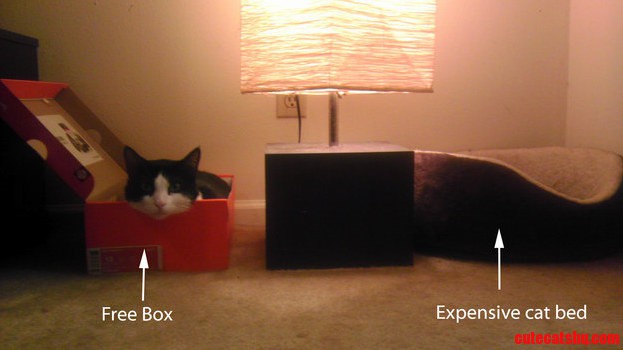Cats Expectation Vs Reality