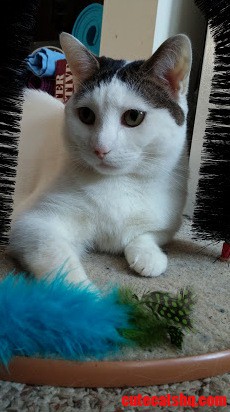 Coozy Taken for the Paw Project to Stop Declawing
