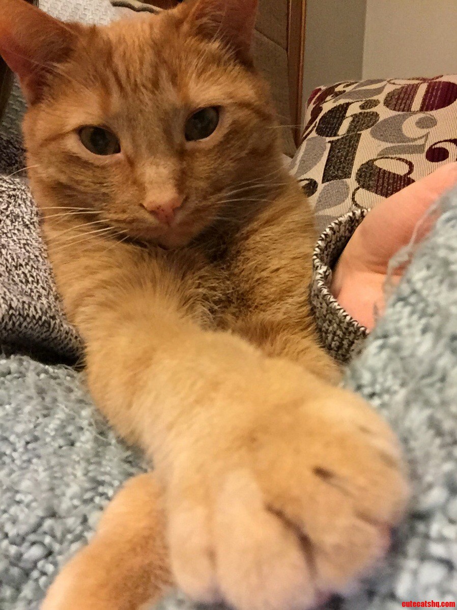 Crossed Paws