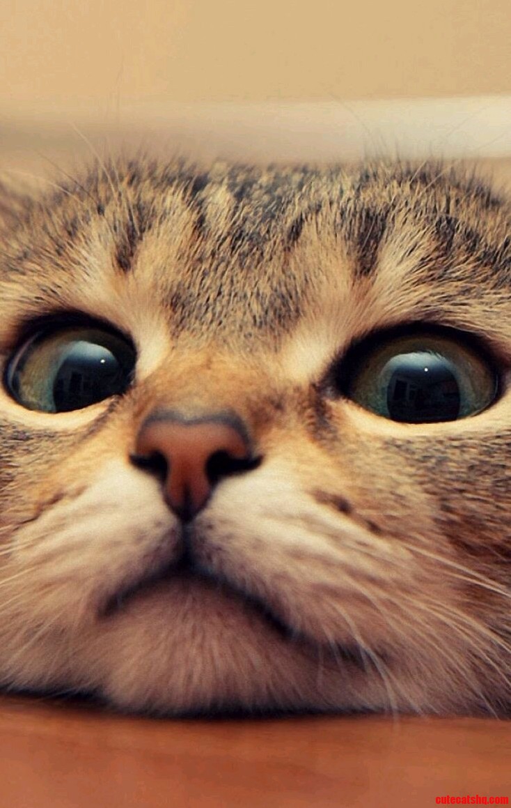 Cute Kitty Closeup