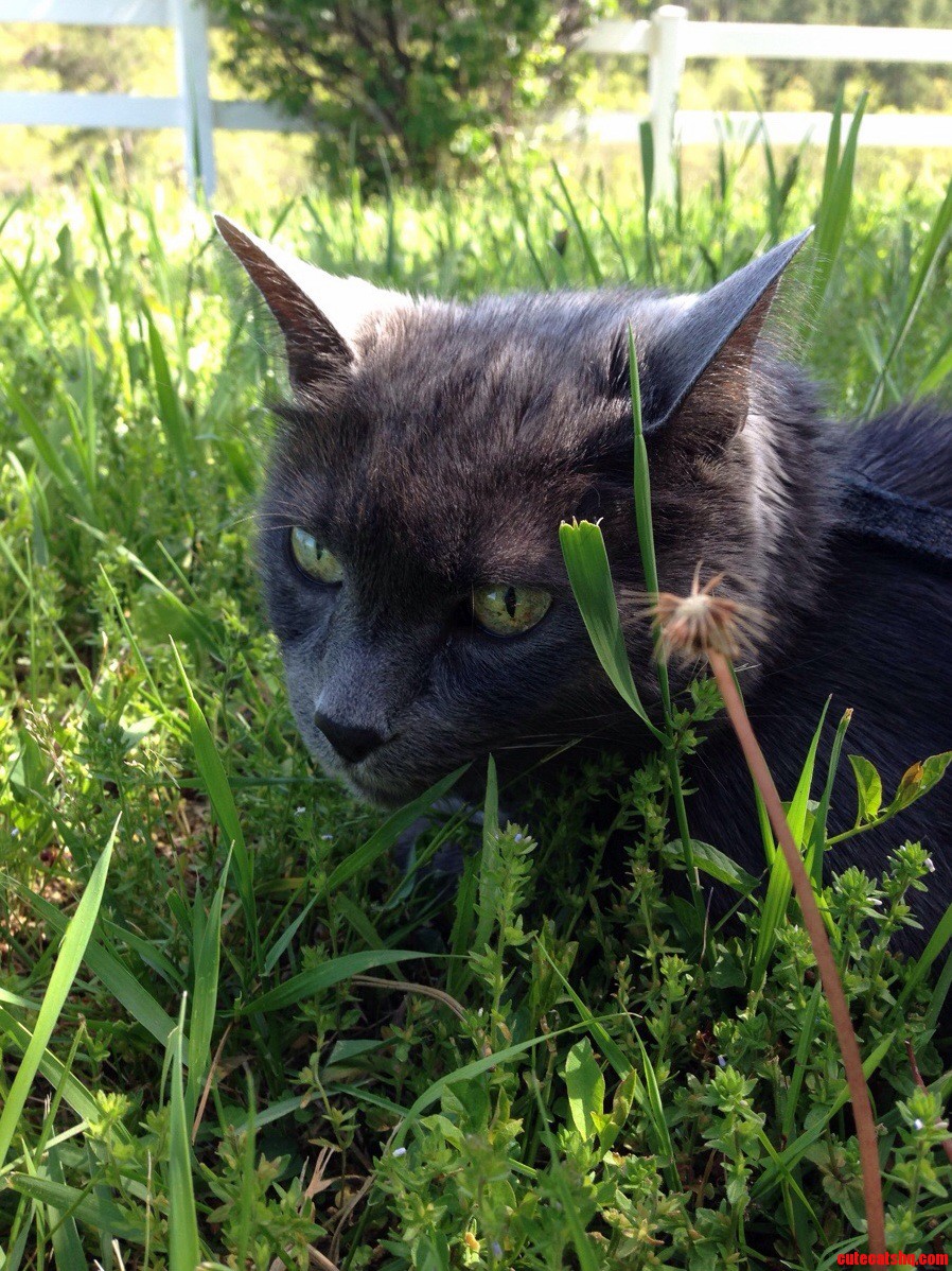 Grass Green.