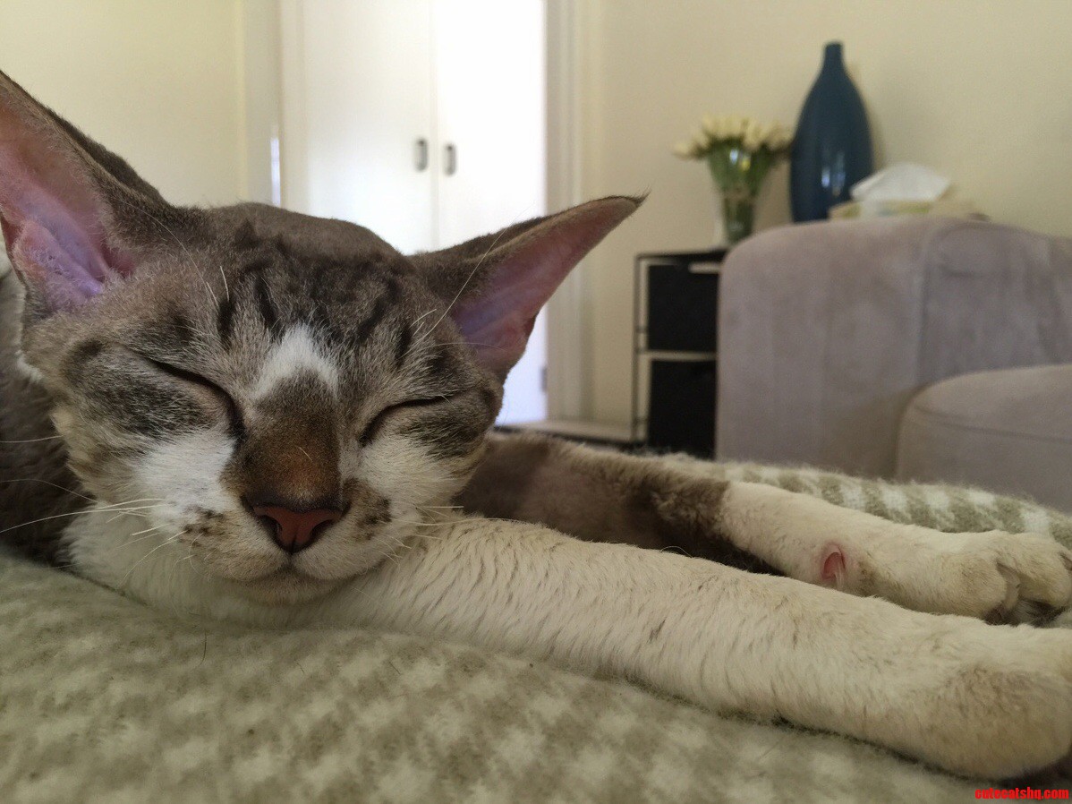 Having a Little Snooze