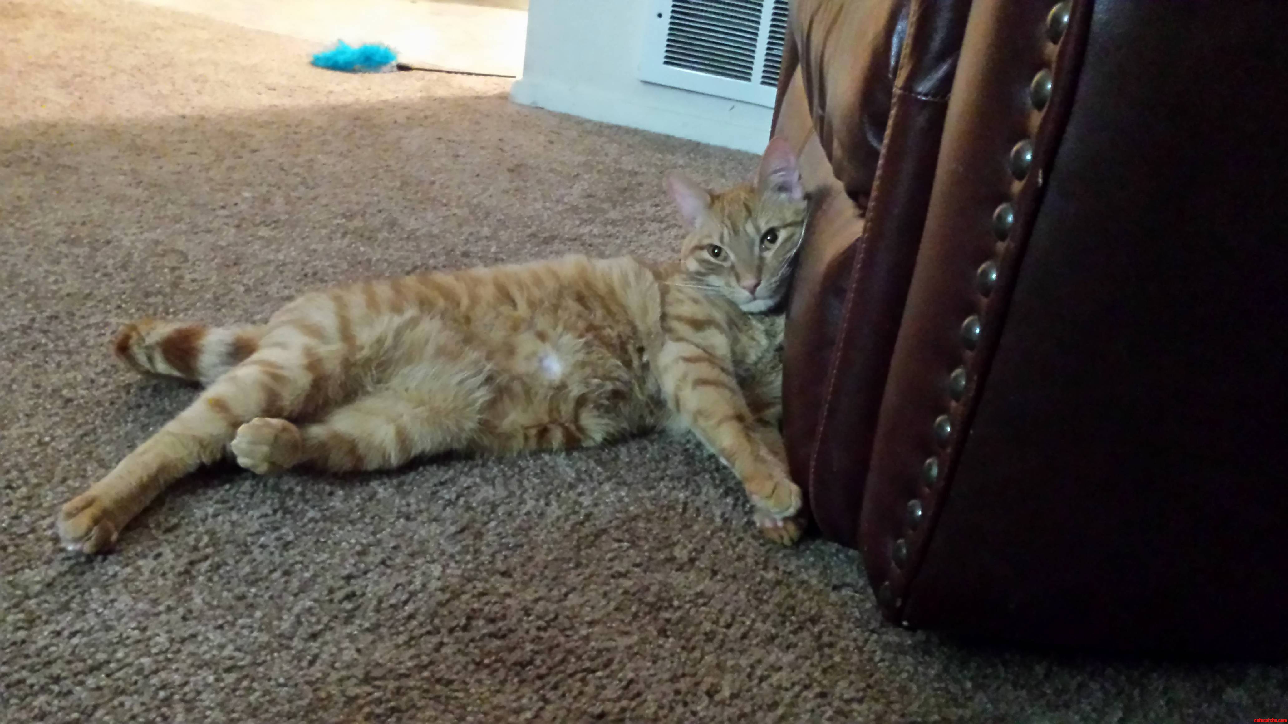 He Just Looks So Comfortable
